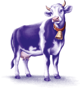 Milka cow